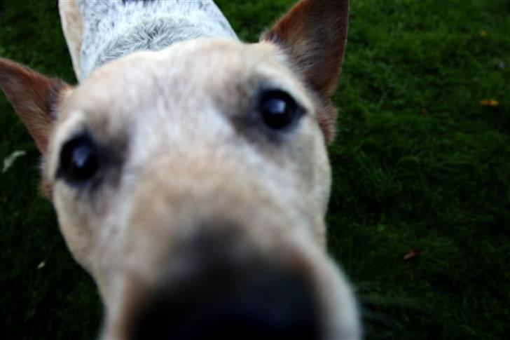 Australsk cattledog zuki - snuden heeelt op i linsen billede 3