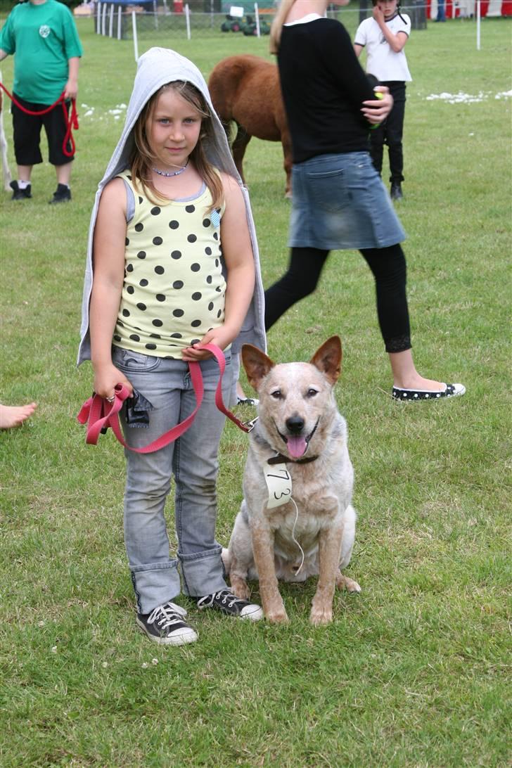 Australsk cattledog zuki - til dyrskue med cleo. de vandt ærespræmie to år i træk billede 4