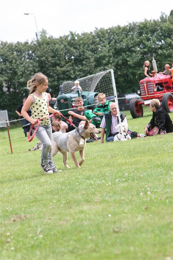 Australsk cattledog zuki - forhindringsbanen blev klaret i fin stil billede 5