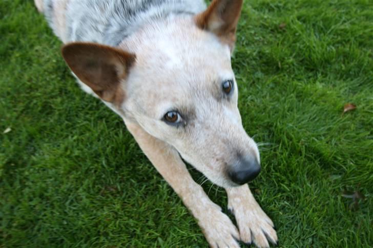 Australsk cattledog zuki - jeg strækker mig efter en hård dag med sovning billede 6