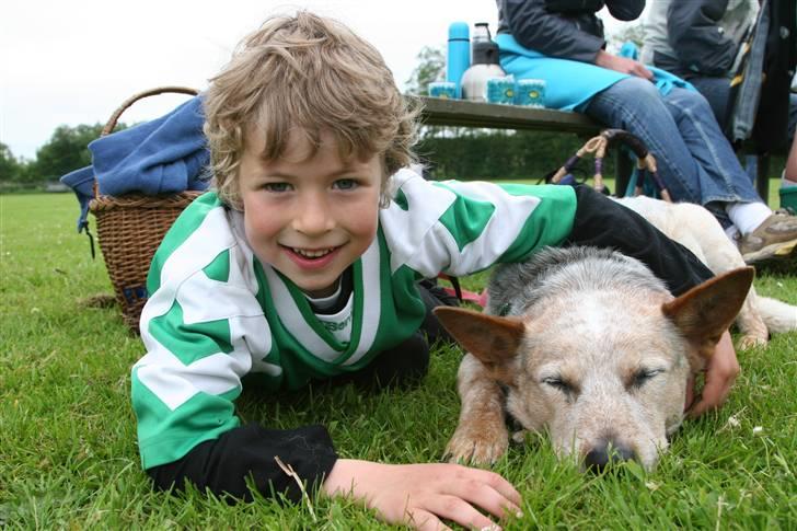 Australsk cattledog zuki - med til Holgers første fodboldkamp billede 7