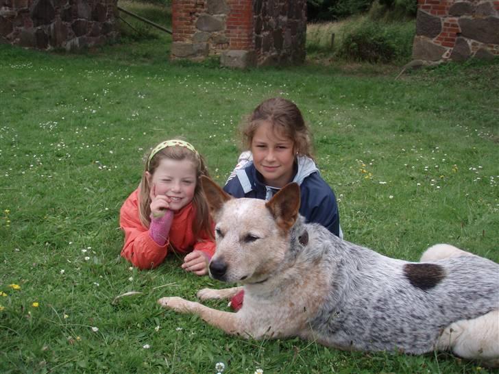 Australsk cattledog zuki - zuki passer på pigerne  billede 8