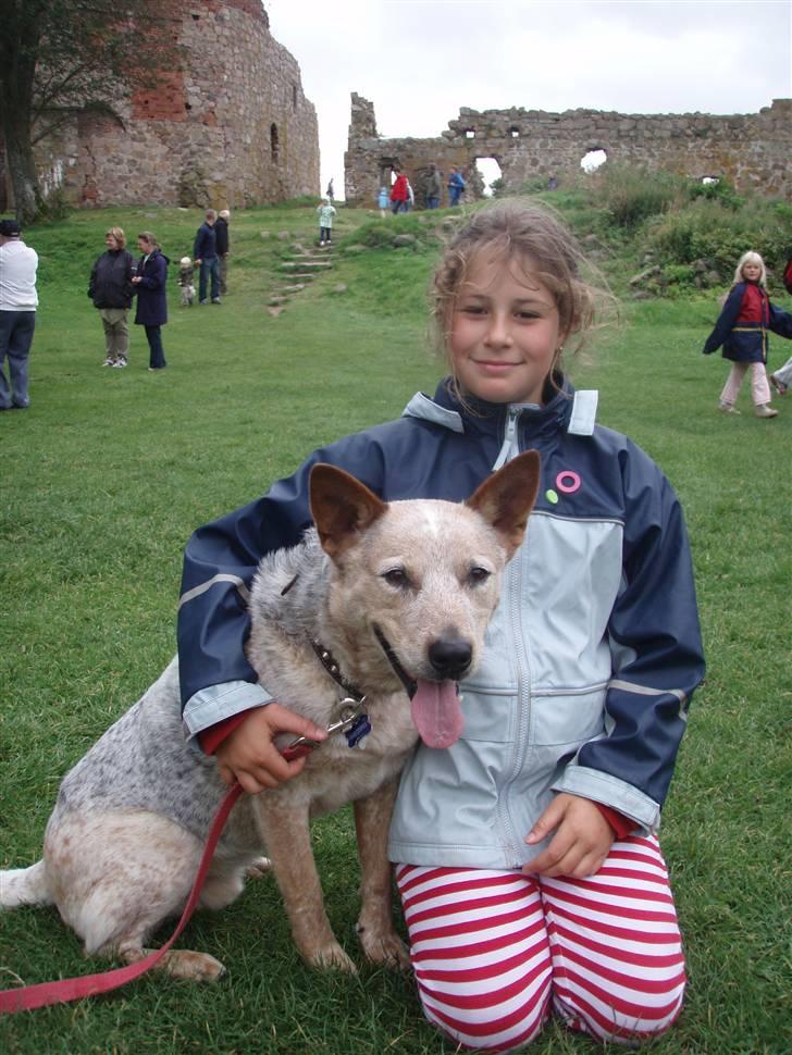 Australsk cattledog zuki - med rita på hammershus billede 9