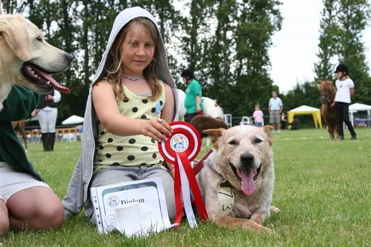 Australsk cattledog zuki - ærespræmien to stolte venner billede 10