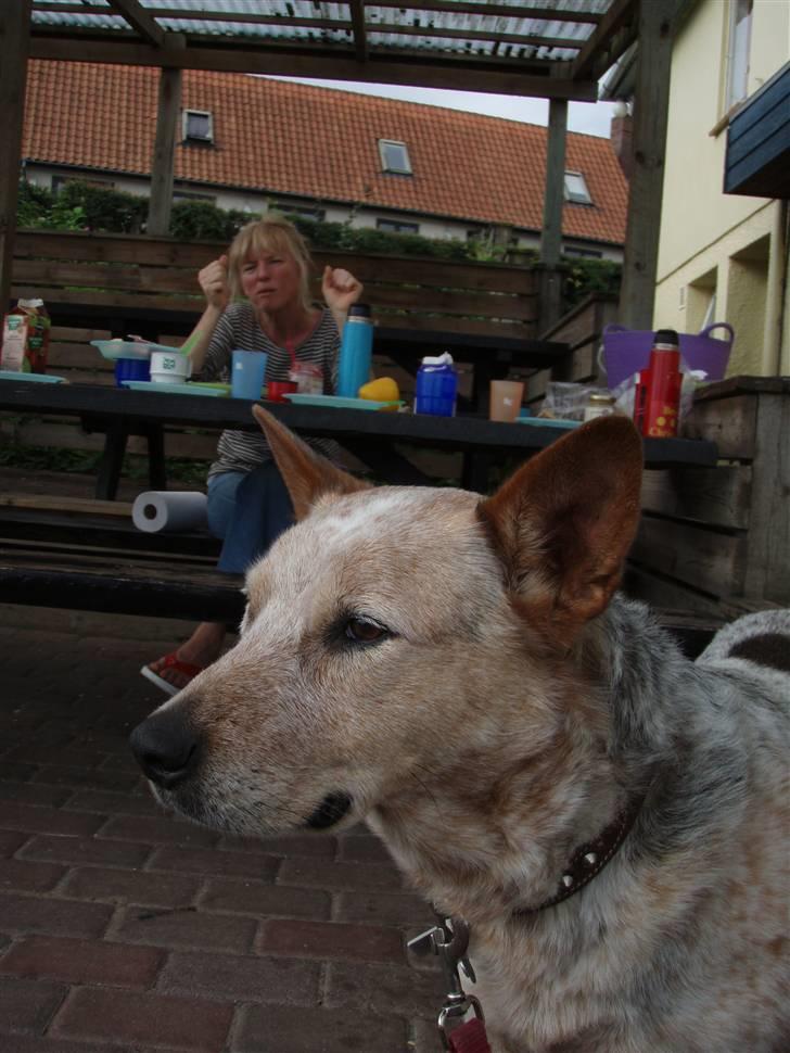 Australsk cattledog zuki - zuki på campingtur  billede 11