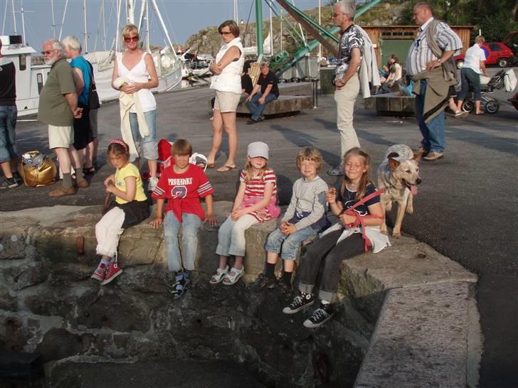 Australsk cattledog zuki - på tur med alle børnene. billede 12