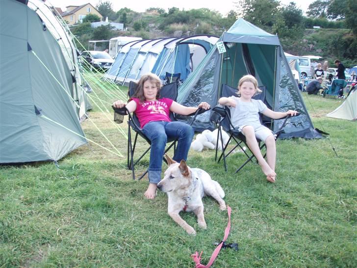 Australsk cattledog zuki - her vogter jeg. zuki på Sletten campingplads billede 13
