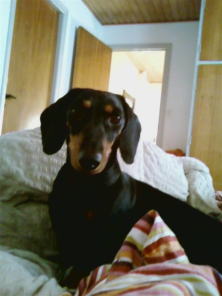 Gravhund Tøssen billede 1