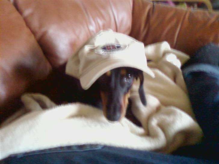 Gravhund Tøssen billede 2