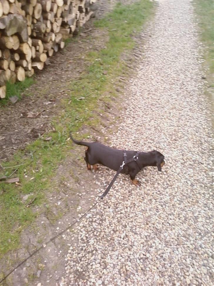 Gravhund Tøssen billede 3