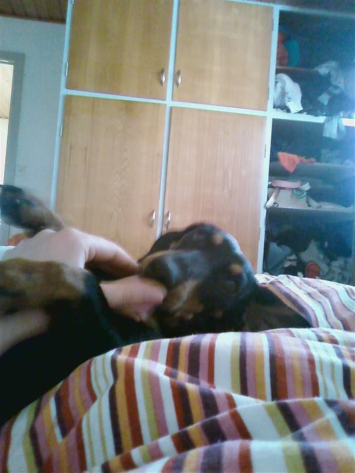 Gravhund Tøssen billede 4