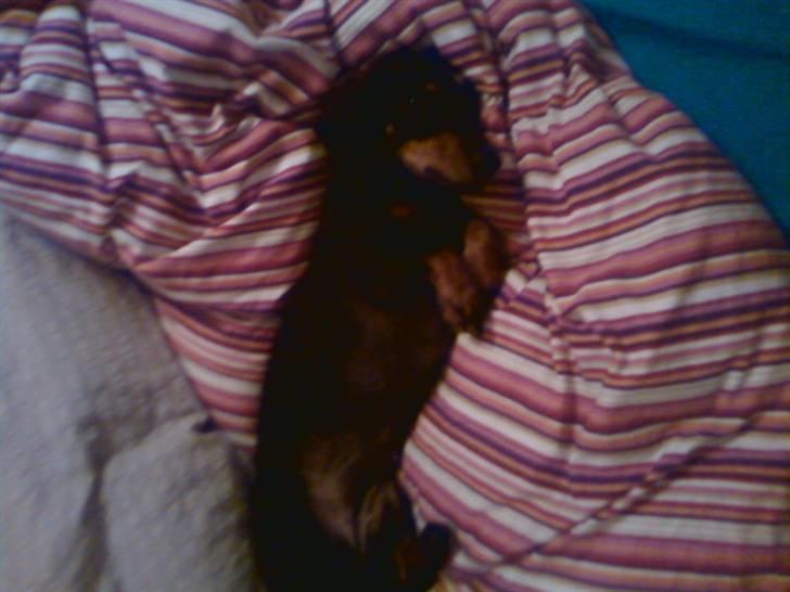 Gravhund Tøssen billede 5