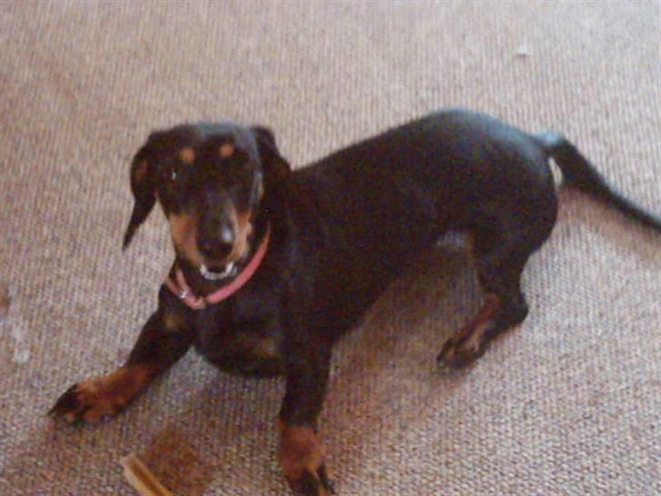 Gravhund Tøssen billede 6