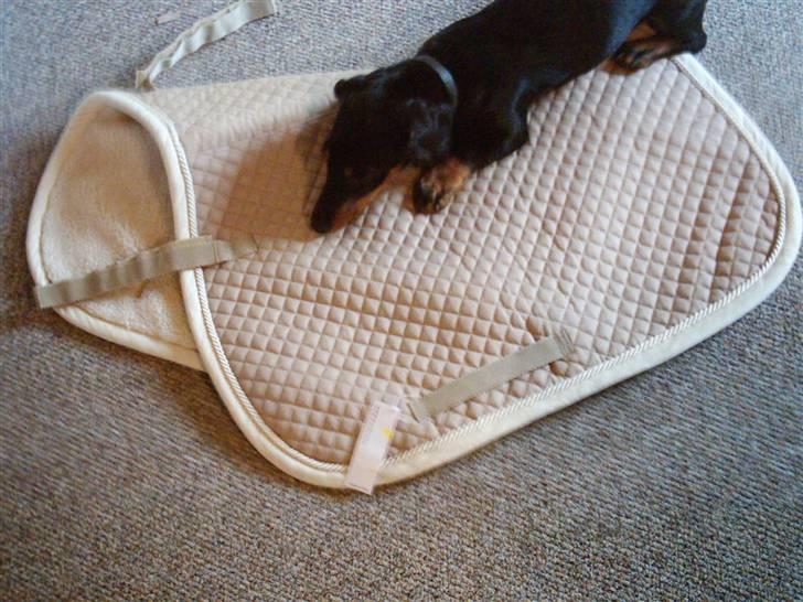 Gravhund Tøssen billede 7