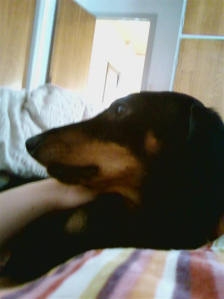 Gravhund Tøssen billede 8