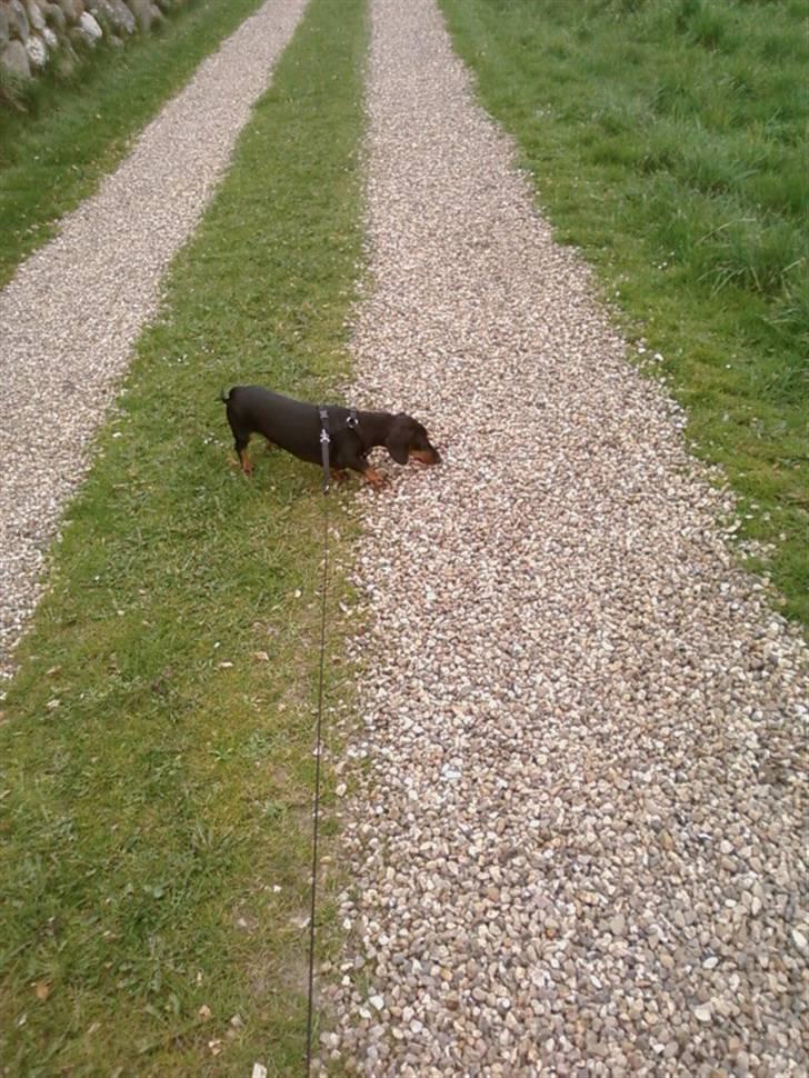 Gravhund Tøssen billede 9