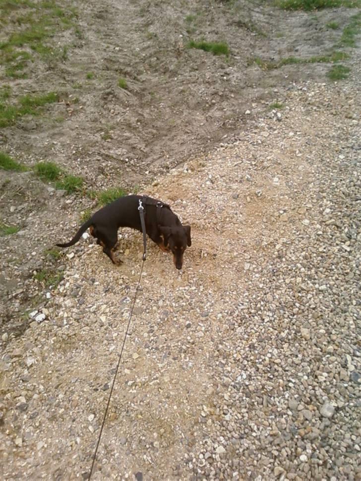 Gravhund Tøssen billede 10