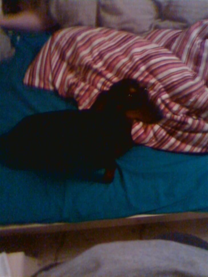 Gravhund Tøssen billede 11