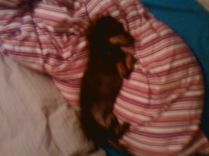 Gravhund Tøssen billede 12