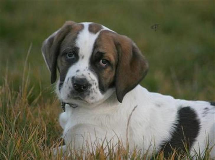 Blanding af racer Baby billede 1