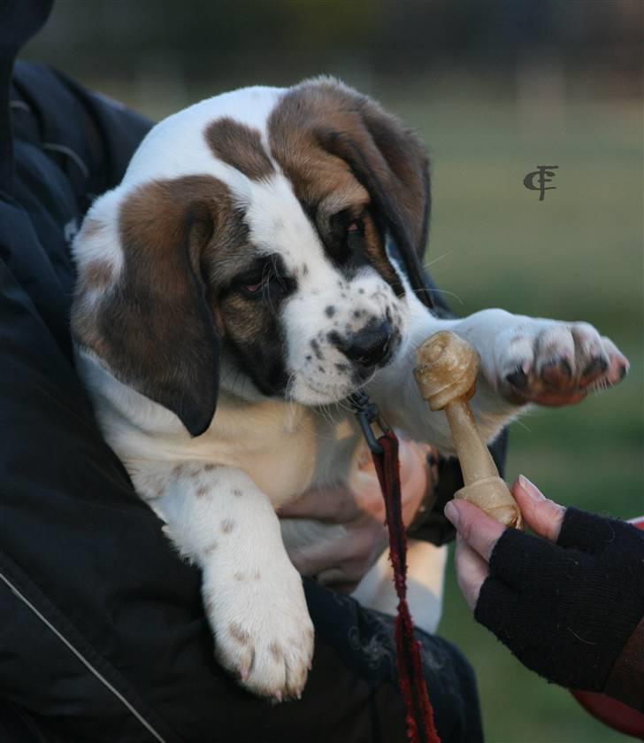 Blanding af racer Baby billede 2