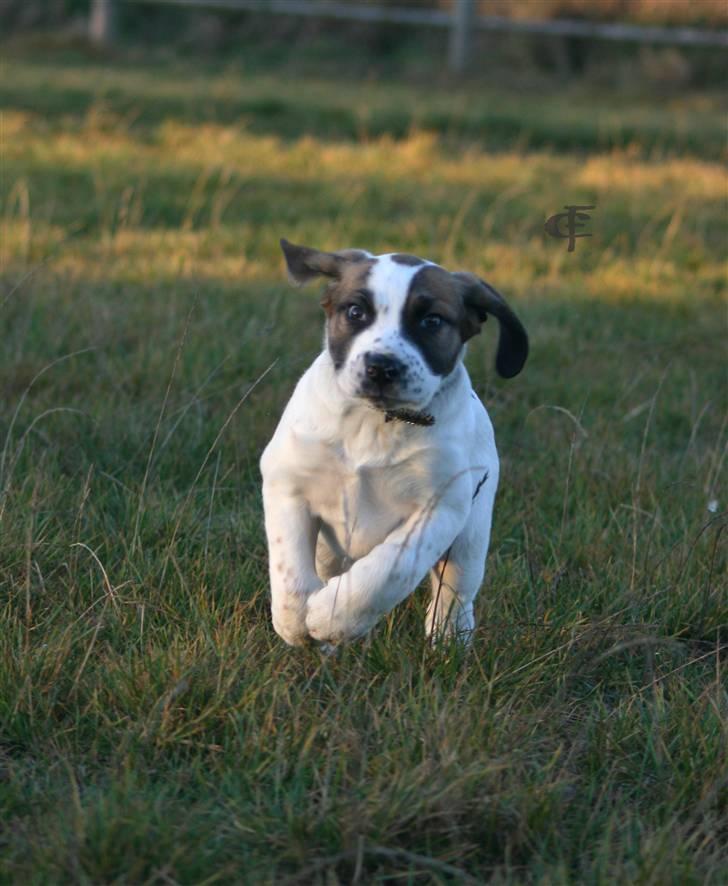 Blanding af racer Baby billede 3