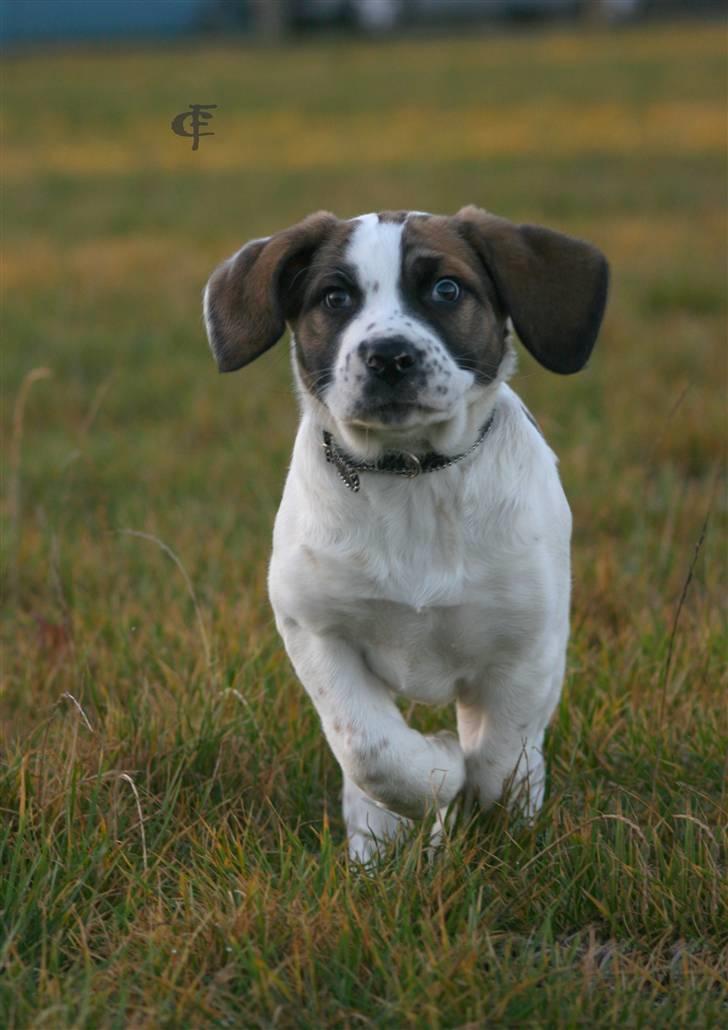 Blanding af racer Baby billede 4