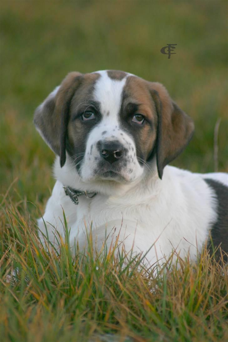 Blanding af racer Baby billede 5