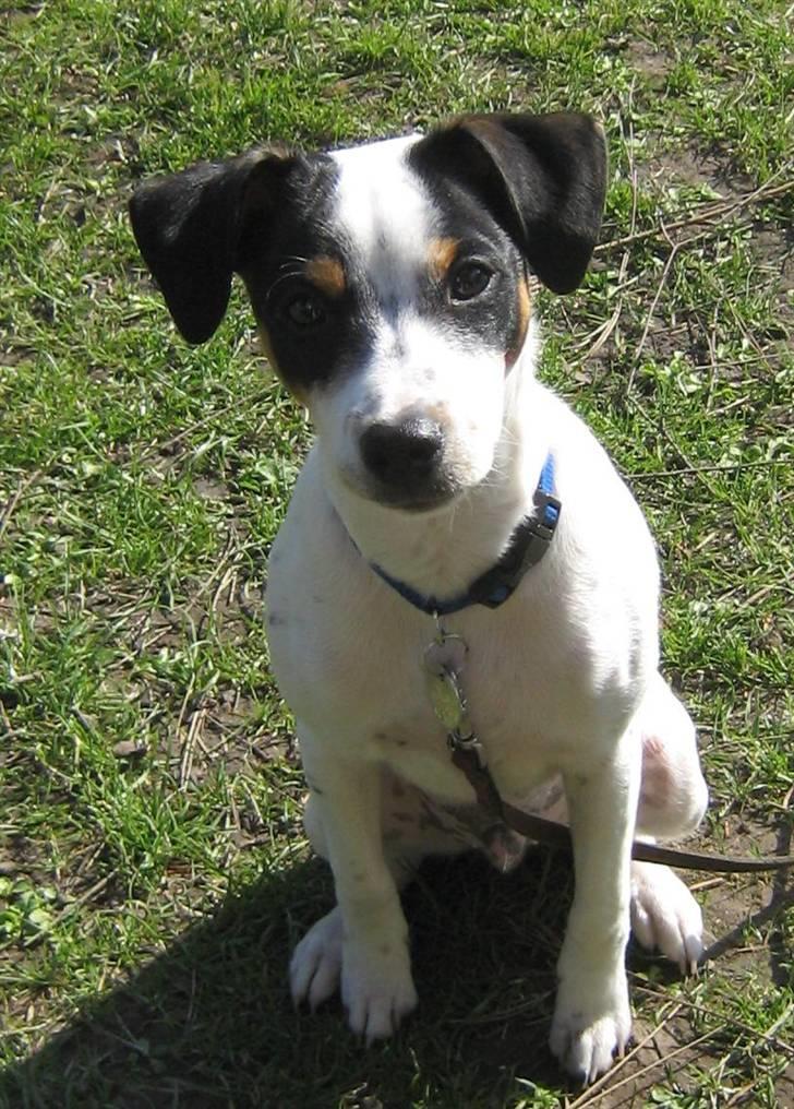 Dansk svensk gaardhund Mikey - smil til fotografen billede 1