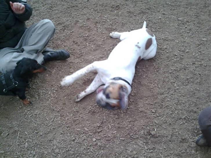 Blanding af racer Baby billede 6