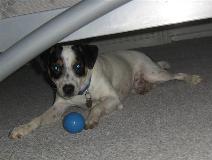 Dansk svensk gaardhund Mikey - Du får ikke min bold! billede 2