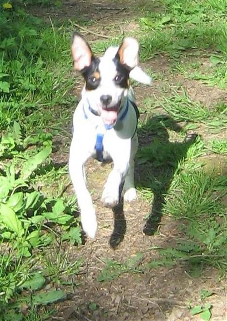 Dansk svensk gaardhund Mikey - Jeg elsker en tur i skoven. billede 3