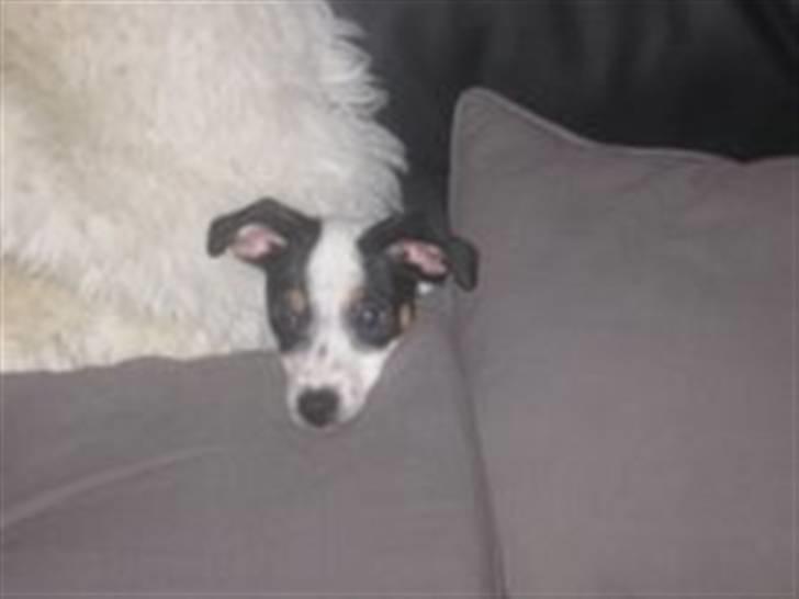 Dansk svensk gaardhund Mikey - Mmm at putte i lammeskind og puder. billede 4