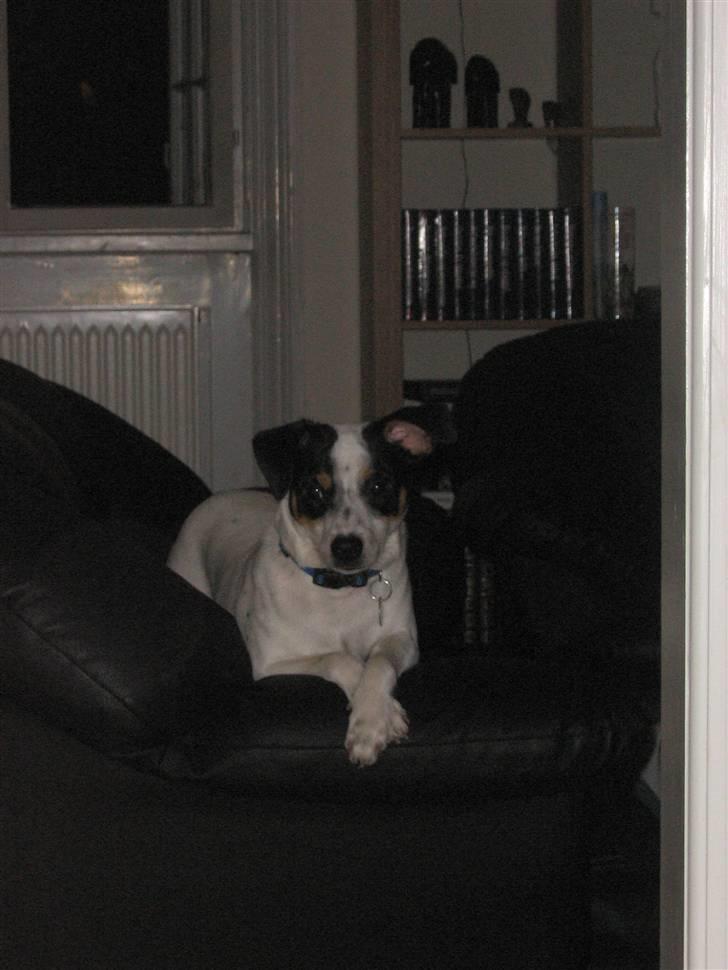 Dansk svensk gaardhund Mikey - Mit domæne. billede 5