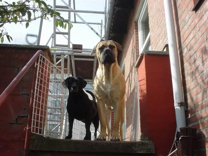 Boerboel .ZERO billede 11