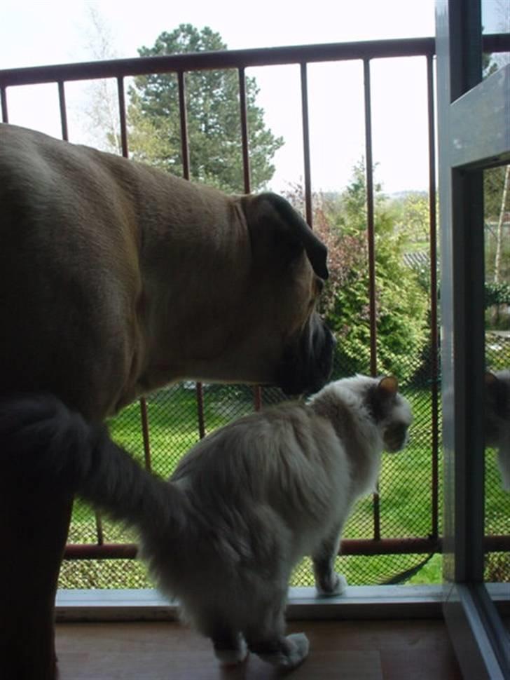 Boerboel .ZERO - hva´ så Mille ser du de samme som jeg billede 12