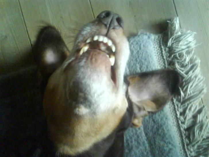 Blanding af racer Monty *død* - Se sjov ud mens man sover?  billede 18