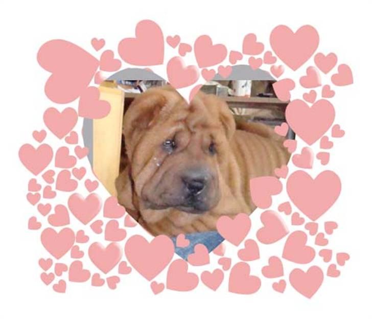 Shar pei Alma - Lille dejlige og frække Alma d. 26. april billede 8