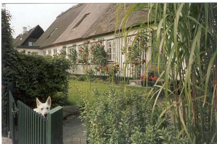 Hvid schæfer Rico - Rico er vaks ved havelågen billede 7