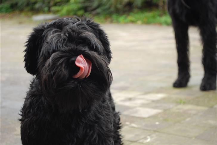Dvaergschnauzer Frida - NYT syntes det er ret sødt :b foto:MHHTV .mig d; billede 10
