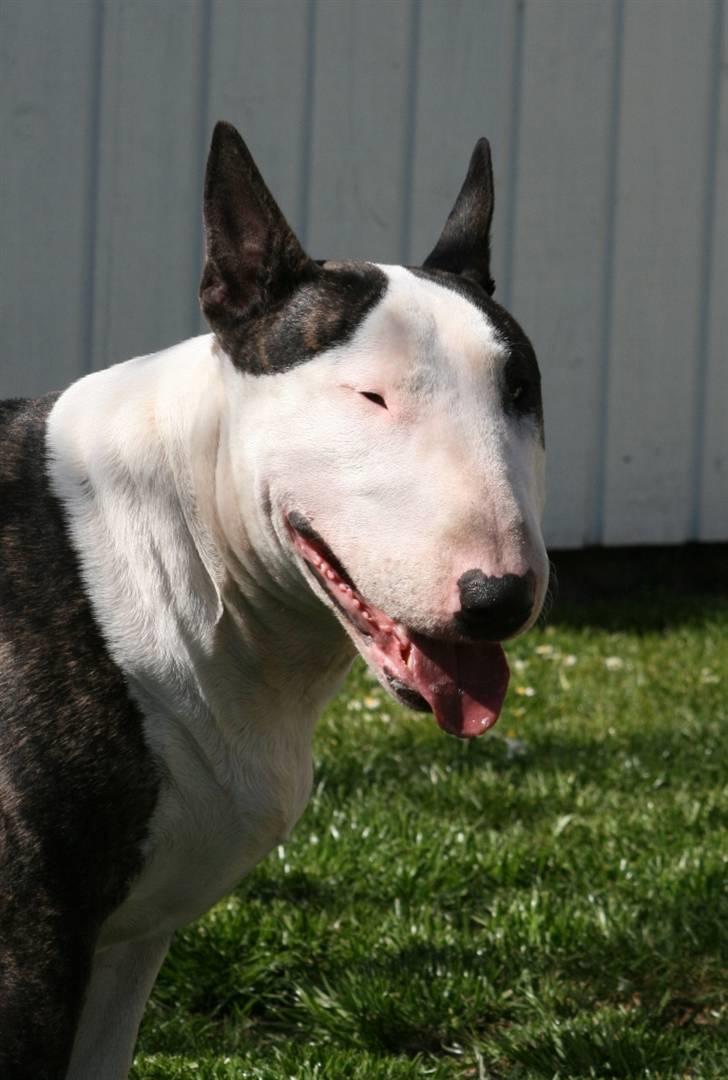 Bullterrier                       LEO - Leo på sin 2 års fødselsdag d. 25 april 2008 billede 14