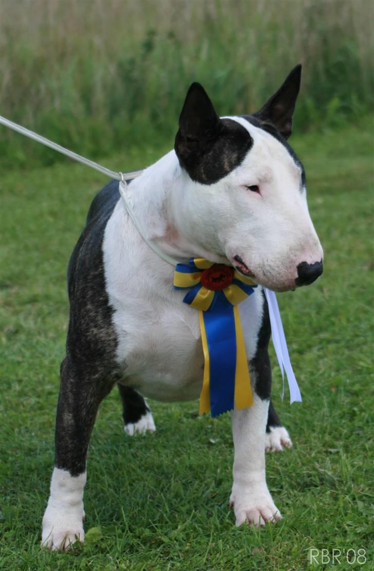 Bullterrier                       LEO - Leo BIM i Vejen 2008. billede 15