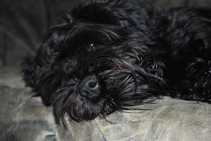 Dvaergschnauzer Frida - NYT sover frida?.. håhå :´D foto:MHHTV .mig d; billede 11