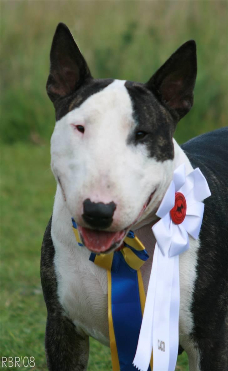 Bullterrier                       LEO - Leo d. 16/08-2008 billede 17