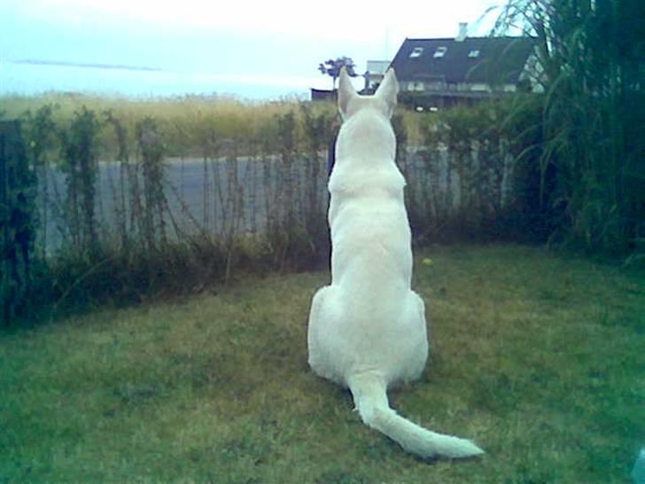 Hvid schæfer Rico billede 8