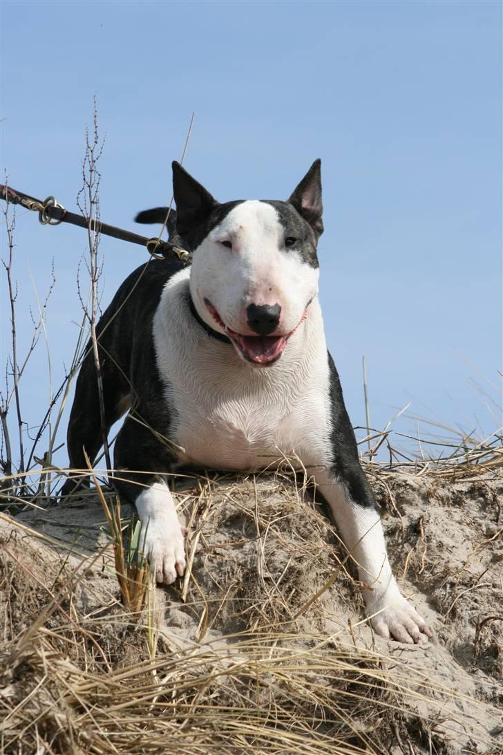 Bullterrier                       LEO - Smukke Leo, 2 år. billede 18