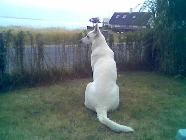 Hvid schæfer Rico billede 9