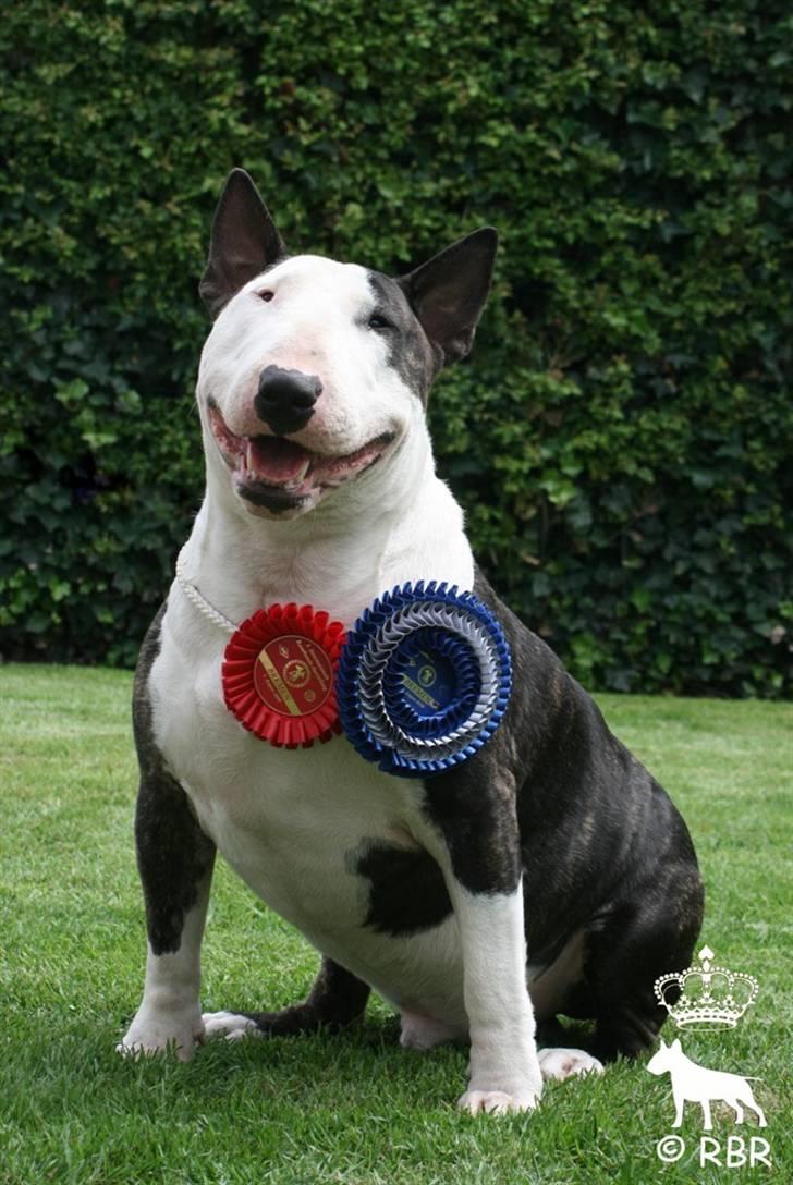 Bullterrier                       LEO - Leo BIR i Tyskland 2009 billede 19