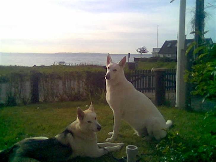 Hvid schæfer Rico - Nanoq og Rico billede 10