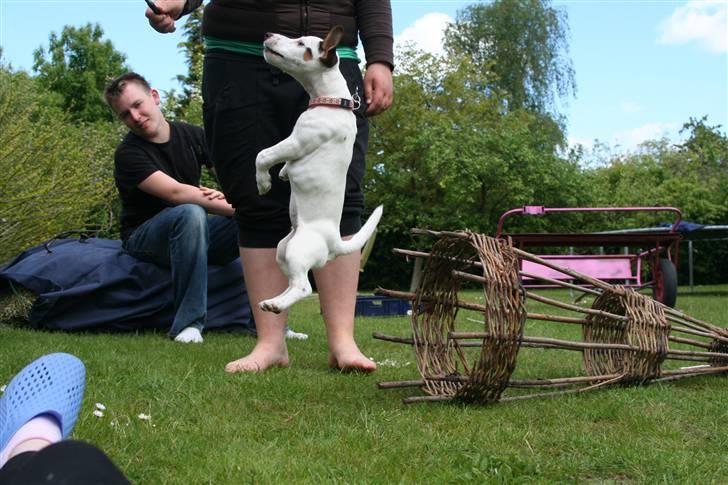 Jack russell terrier *Brænøres Lulu* - Tricks: Hoppe :D billede 17